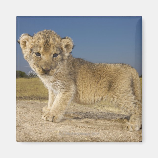 View of young lion cub (Panthera leo), looking Magnet (Front)