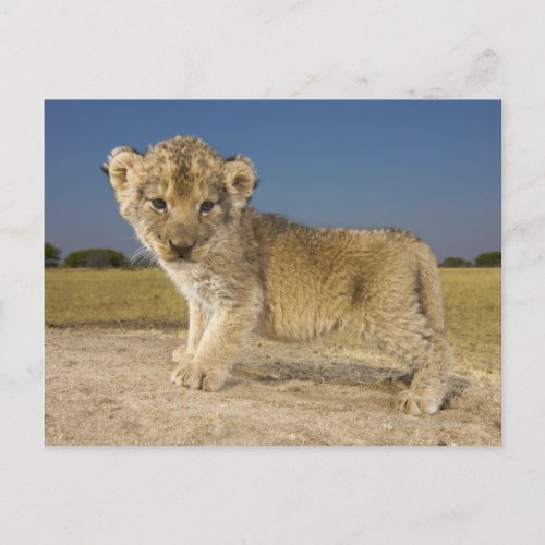 View of young lion cub Panthera leo looking Postcard