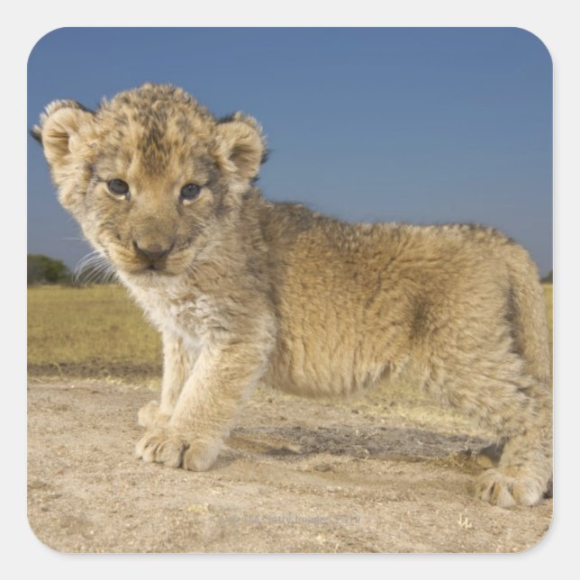 View of young lion cub (Panthera leo), looking Square Sticker (Front)