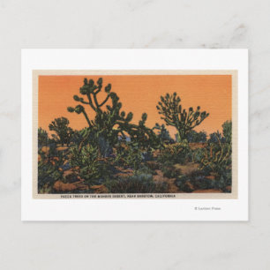 View of Yucca Trees in the Mohave Desert Postcard