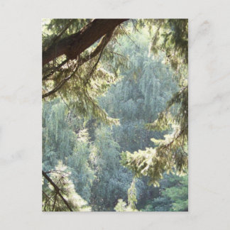View Through the Trees Postcard