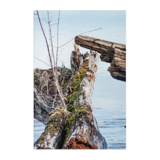 Viewing Box Acrylic Print