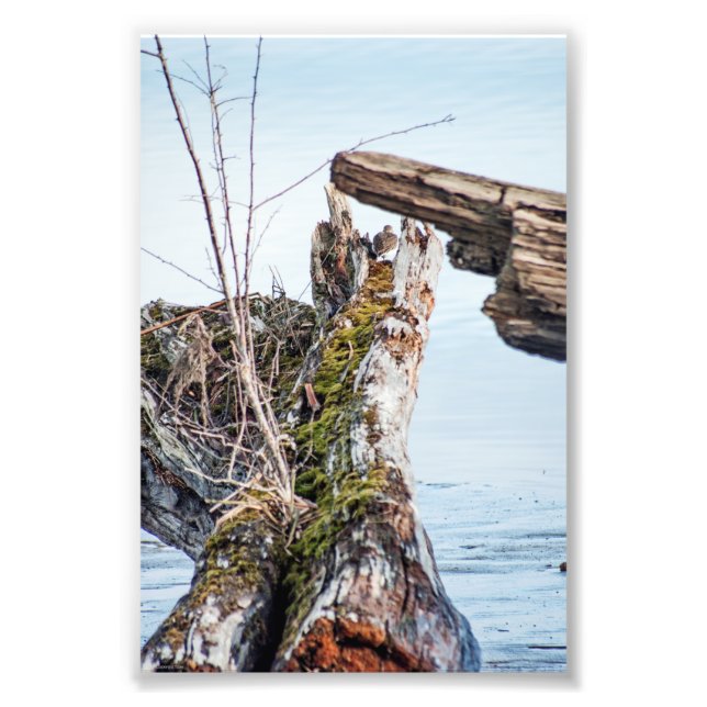 Viewing Box Photo Print (Front)
