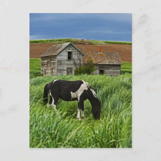 Viewing horses in a field in the Palouse 2 Postcard (Front)