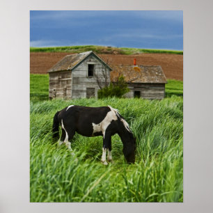 Viewing horses in a field in the Palouse 2 Poster