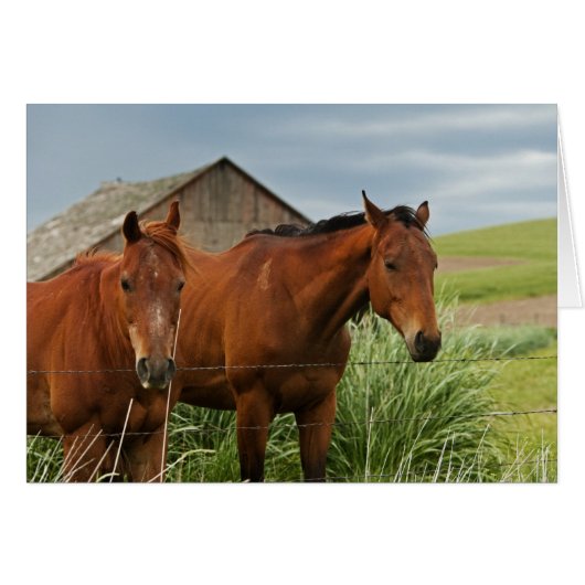 Viewing horses in a field in the Palouse 3 (Front Horizontal)