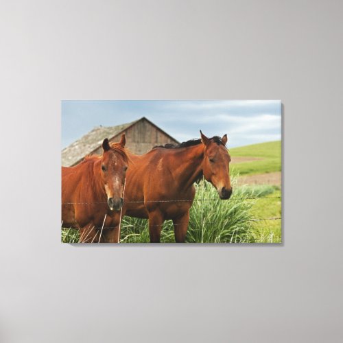 Viewing horses in a field in the Palouse 3 Canvas Print