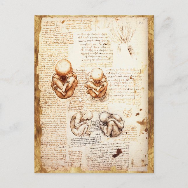 Views of a Fetus in the Womb,Ob-Gyn Medical Postcard (Front)