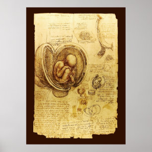 Views of a Fetus in the Womb,Ob-Gyn Medical Poster