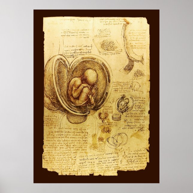 Views of a Fetus in the Womb,Ob-Gyn Medical Poster (Front)