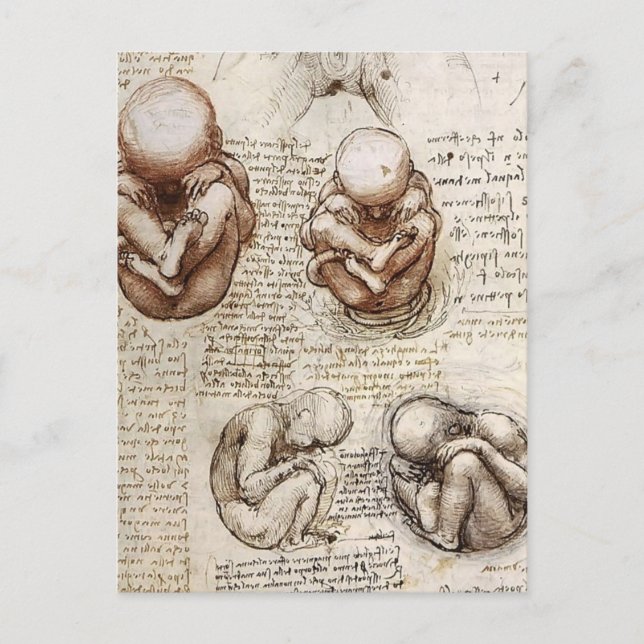 Views of a Foetus in Womb.jpg by Leonardo Vinci Postcard (Front)