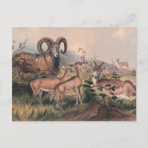 Vignes Wild Sheep by Joseph Wolf Postcard