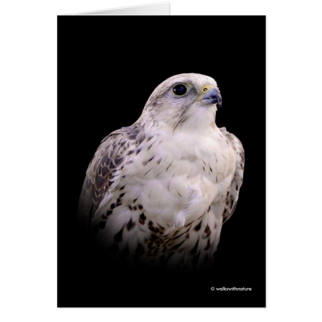 Vignetted Portrait of an Inquisitive Saker Falcon Cards (Front)