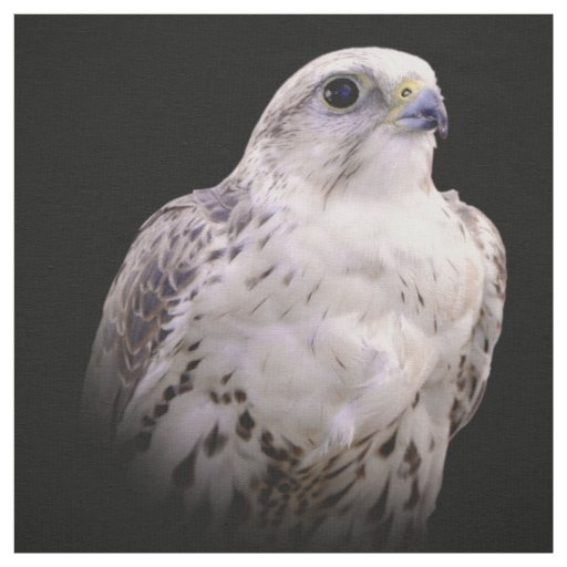 Vignetted Portrait of an Inquisitive Saker Falcon Fabric