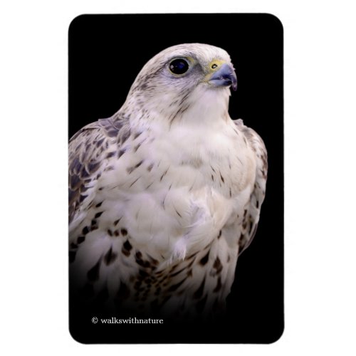 Vignetted Portrait of an Inquisitive Saker Falcon Magnet