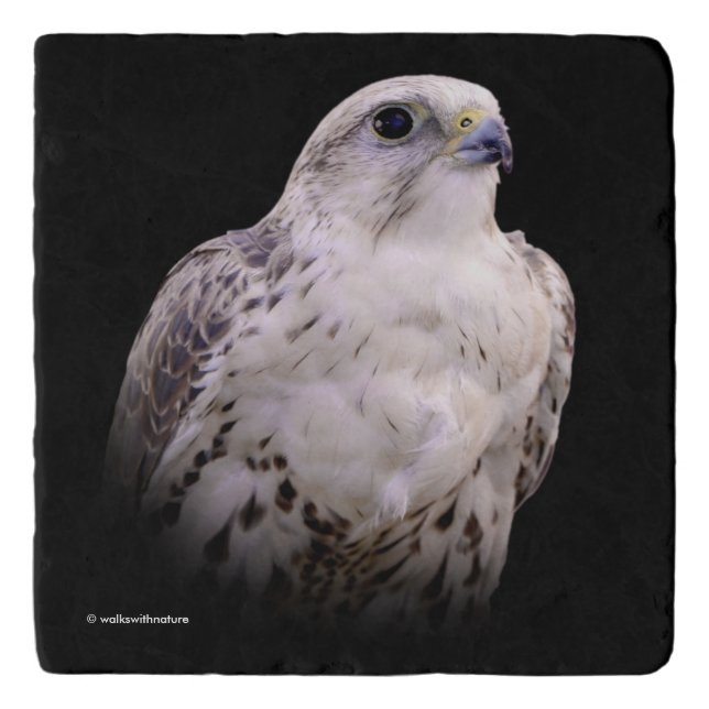 Vignetted Portrait of an Inquisitive Saker Falcon Trivet (Front)