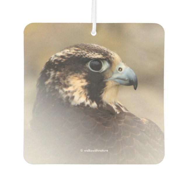 Vignetted Profile of a Peregrine Falcon Car Air Freshener (Front)