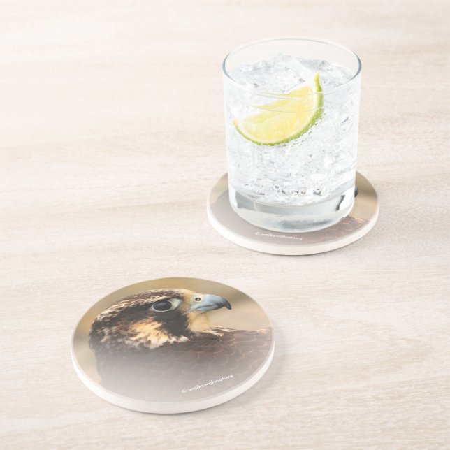 Vignetted Profile of a Peregrine Falcon Coaster (Side)