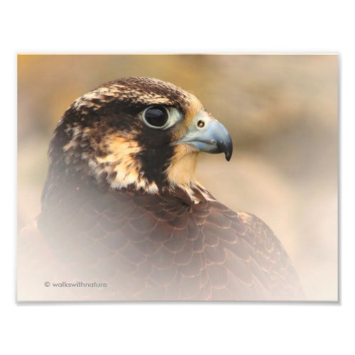 Vignetted Profile of a Peregrine Falcon Photo Print