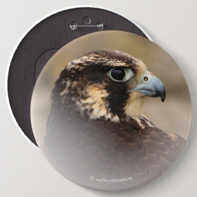 Vignetted Profile of a Peregrine Falcon Pinback Button (Front & Back)