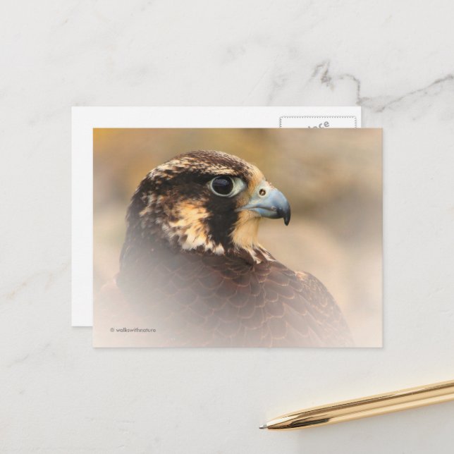 Vignetted Profile of a Peregrine Falcon Postcard (Front/Back In Situ)