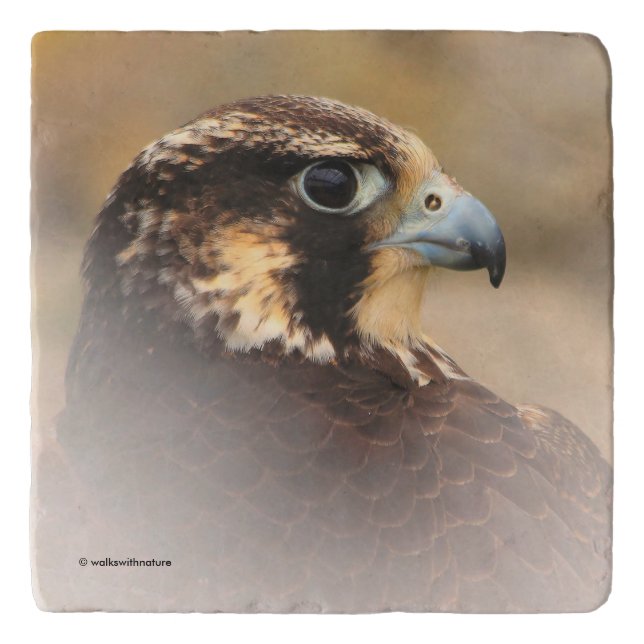 Vignetted Profile of a Peregrine Falcon Trivet (Front)