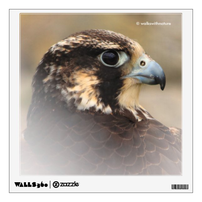 Vignetted Profile of a Peregrine Falcon Wall Sticker (Front)