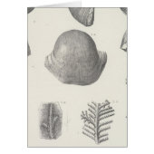 VII Carboniferous (Front)