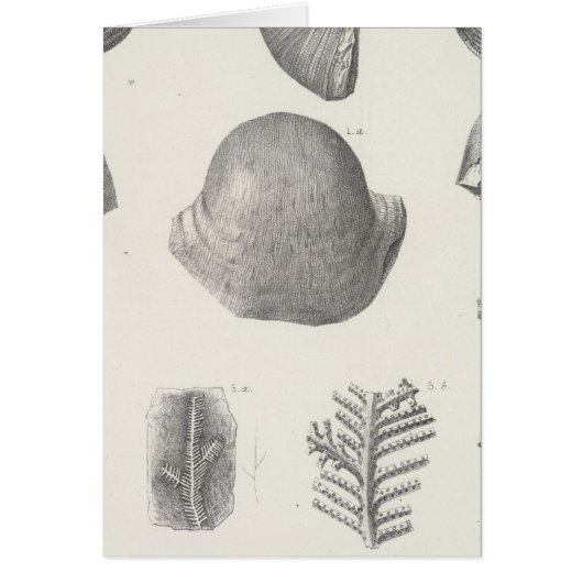 VII Carboniferous Cards (Front)