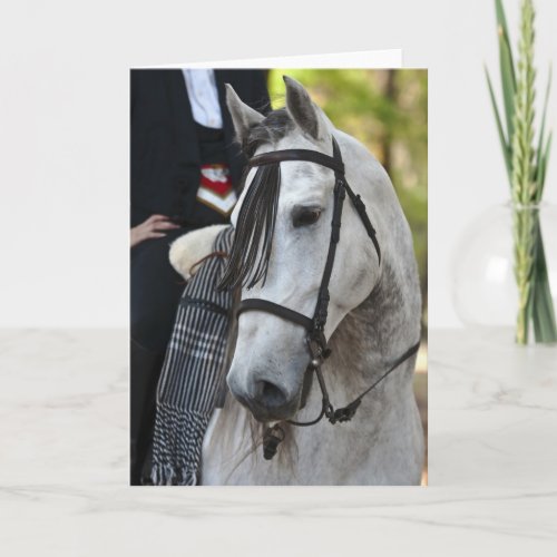 Vikingo Andalusian Stallion greeting card blank