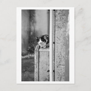 Village Cat Postcard