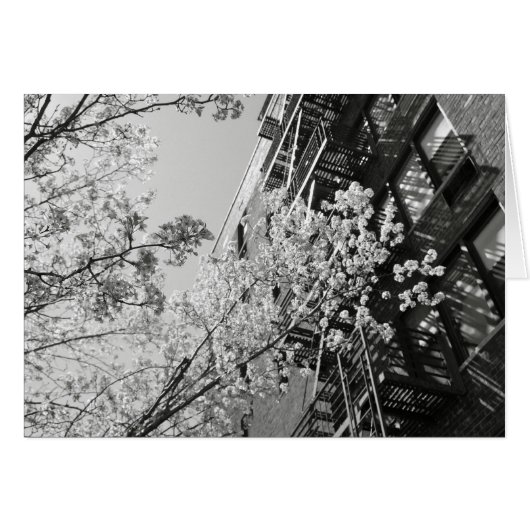 Village Cherry Blossoms Cards (Front Horizontal)