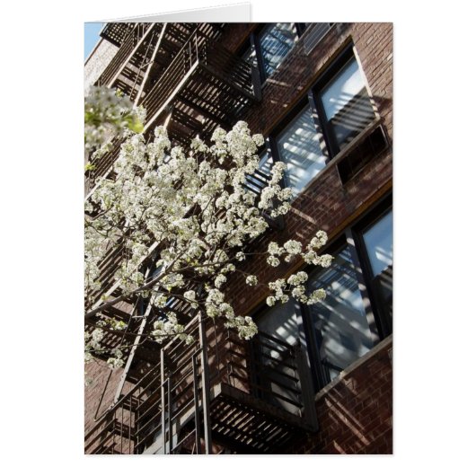 Village Cherry Blossoms Too Cards (Front)