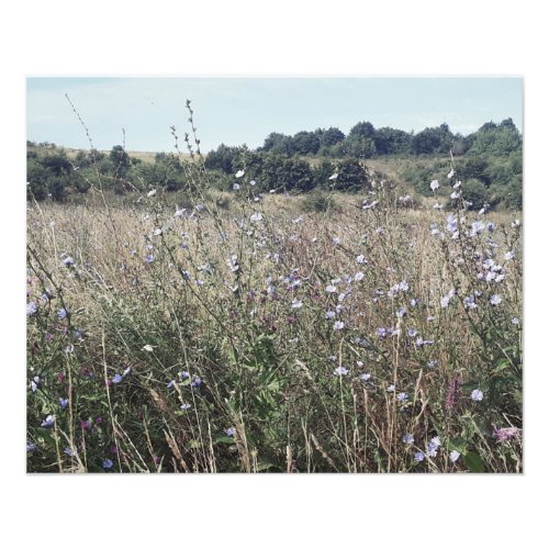 VIn age chicory field Photo Print