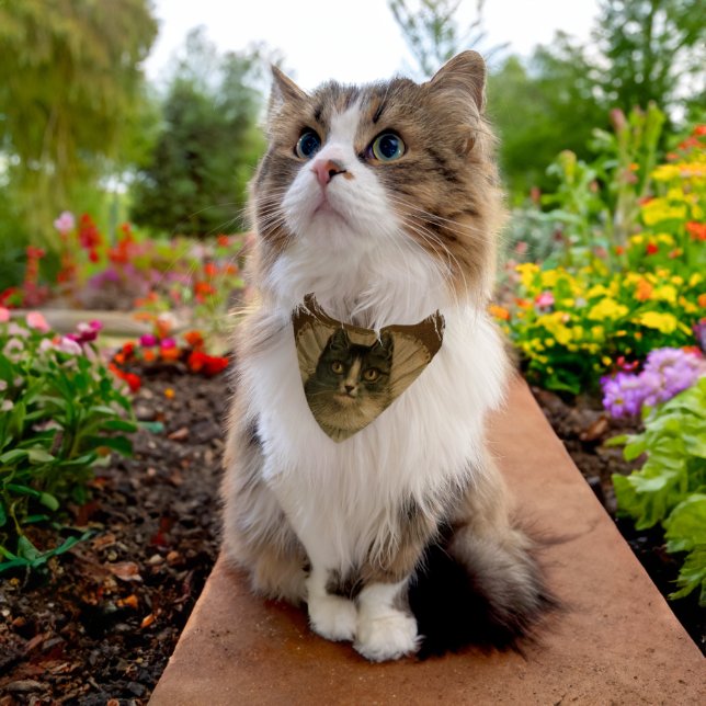Vinage Cat with Ruff Collar (Cat)