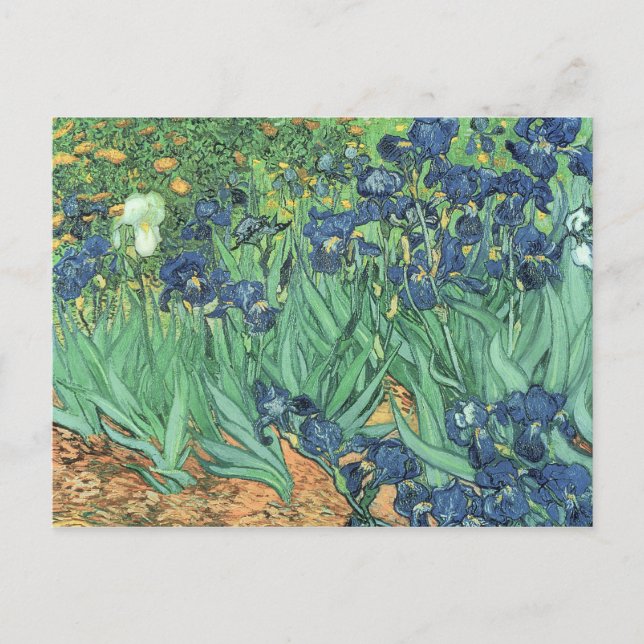 Vincent van Gogh | Irises, 1889 Postcard (Front)