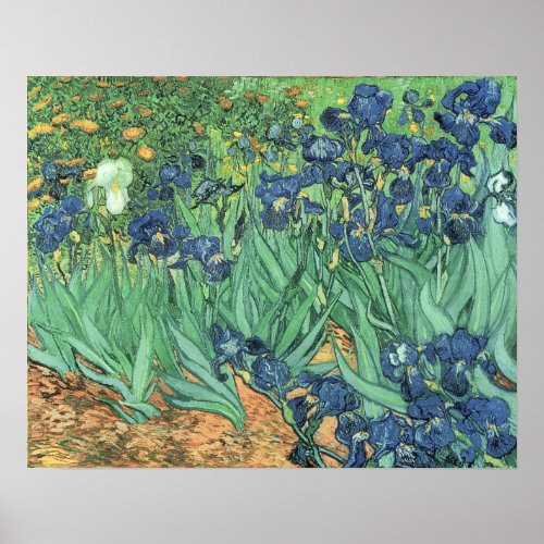 Vincent van Gogh  Irises 1889 Poster