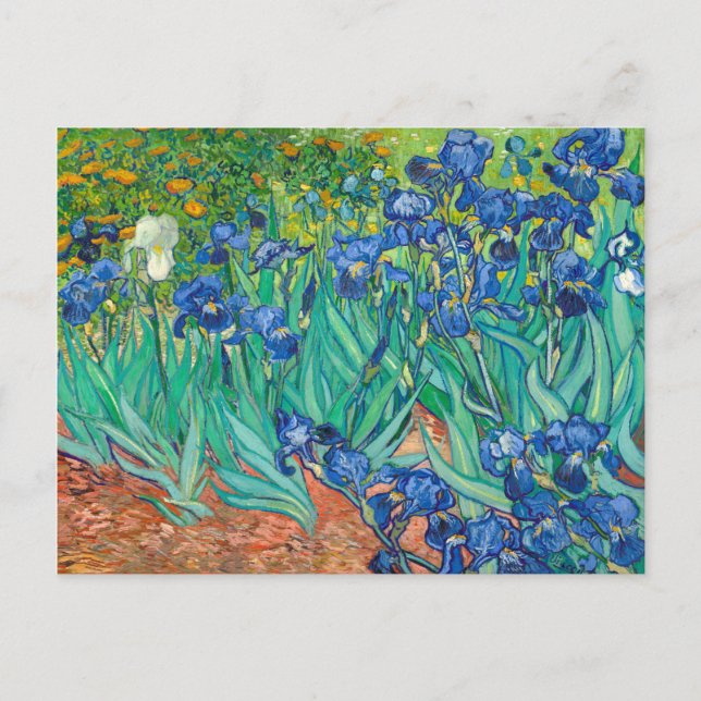 Vincent Van Gogh Irises Floral Vintage Fine Art Postcard (Front)