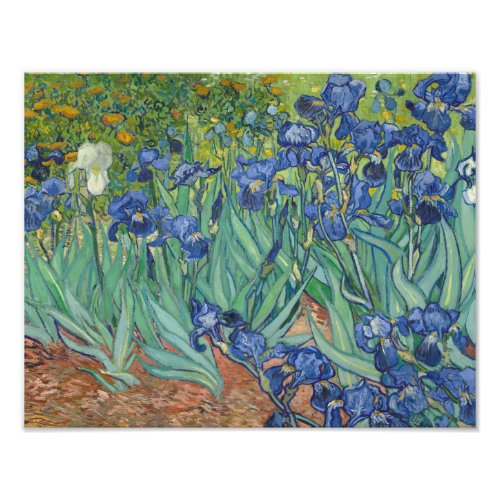 Vincent van Gogh _ Irises Photo Print