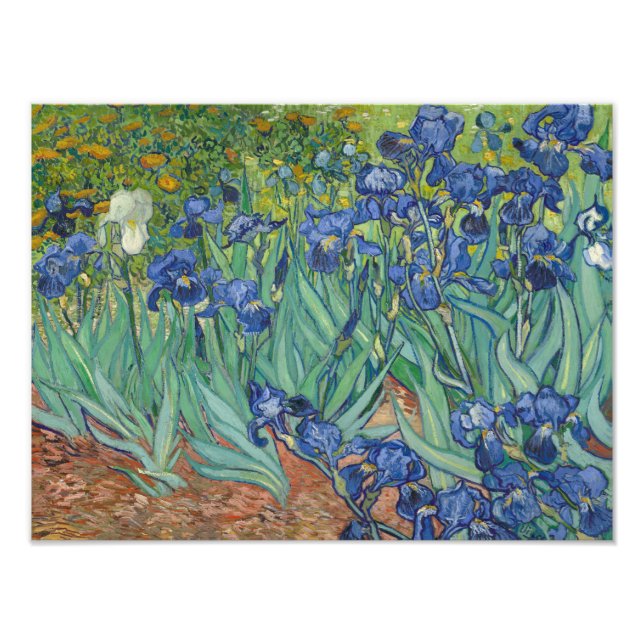 Vincent van Gogh - Irises Photo Print (Front)