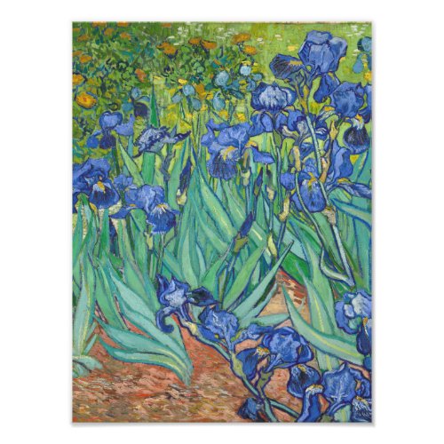 Vincent Van Gogh _ Irises Photo Print