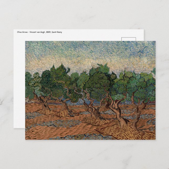 Vincent van Gogh - Olive Grove Postcard (Front/Back)
