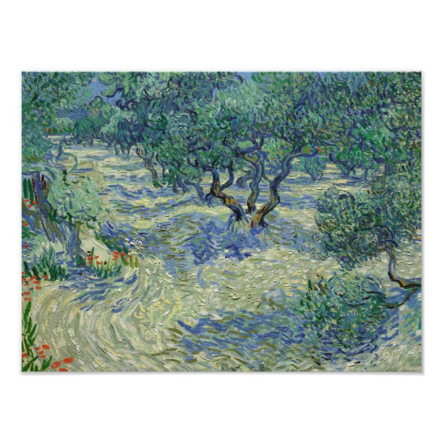 Vincent van Gogh - Olive Orchard Photo Print (Front)