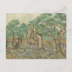 Vincent Van Gogh The Olive Orchard Postcard