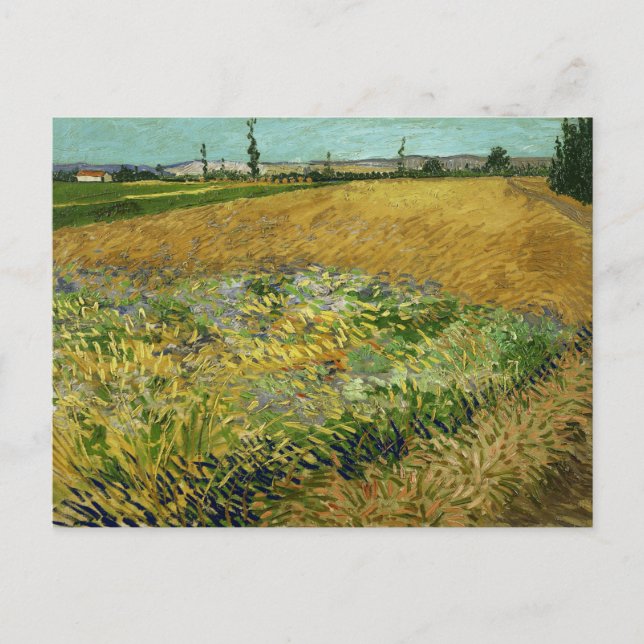 Vincent Van Gogh, Wheatfield, Korenveld Postcard (Front)
