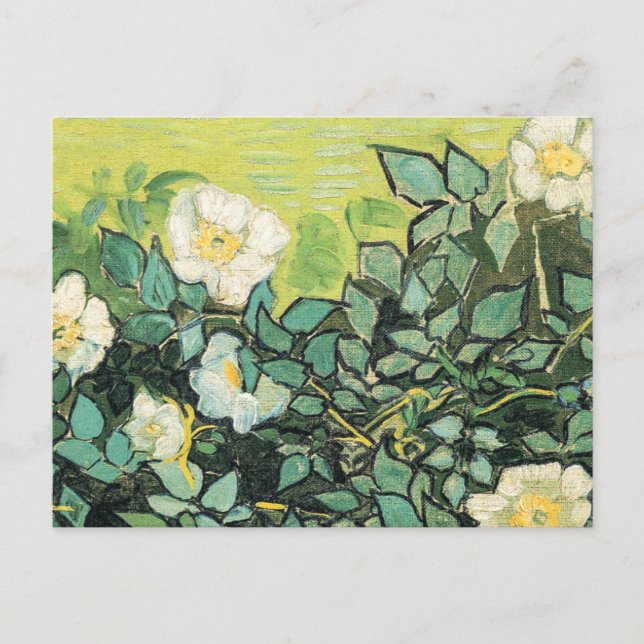 Vincent Van Gogh - Wild Roses 1890 Postcard (Front)