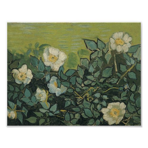 Vincent van Gogh _ Wild Roses Photo Print