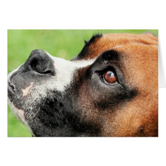Vindy and Pups - Photo 04 Cards (Front Horizontal)