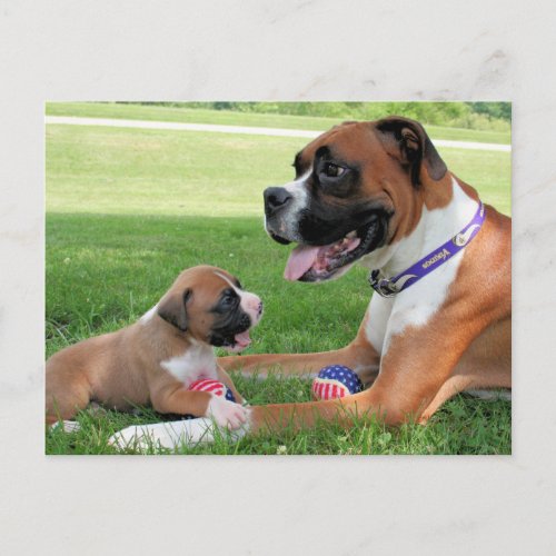 Vindy and Pups _ Photo 95 Postcard
