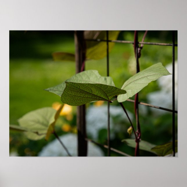 Vine on Trellis Poster (Front)